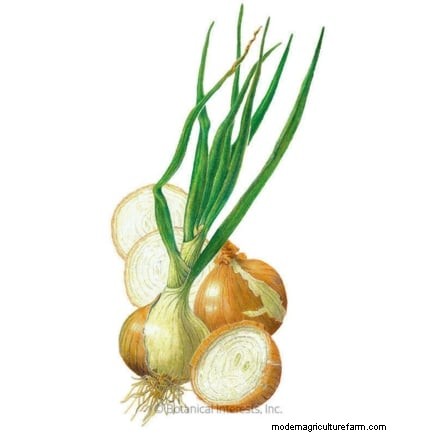 Best Onion Varieties to Plant in March | Flavor & Climate Guide