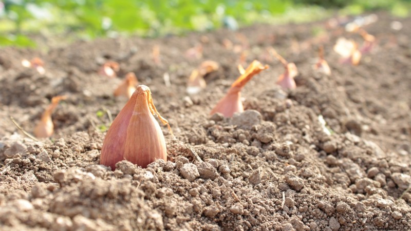 Best Onion Varieties to Plant in March | Flavor & Climate Guide