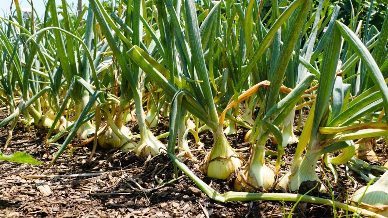 Best Onion Varieties to Plant in March | Flavor & Climate Guide