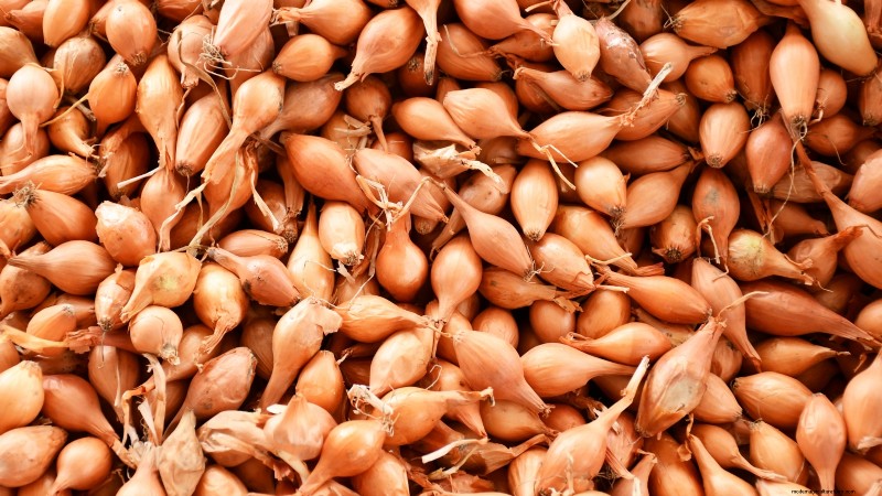Best Onion Varieties to Plant in March | Flavor & Climate Guide