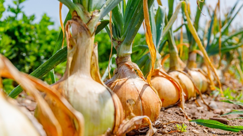 Best Onion Varieties to Plant in March | Flavor & Climate Guide