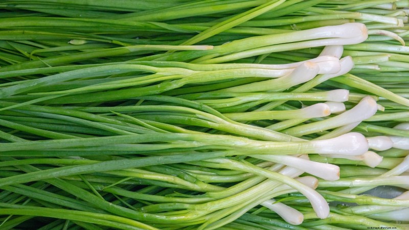 Best Onion Varieties to Plant in March | Flavor & Climate Guide