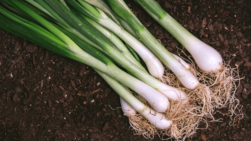 Best Onion Varieties to Plant in March | Flavor & Climate Guide