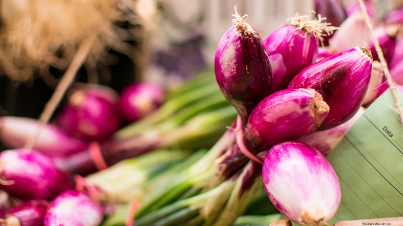 Best Onion Varieties to Plant in March | Flavor & Climate Guide