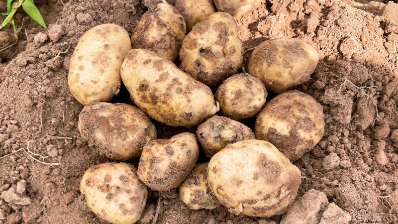 Growing Potatoes from Grocery Store Potatoes: A Beginner s Guide