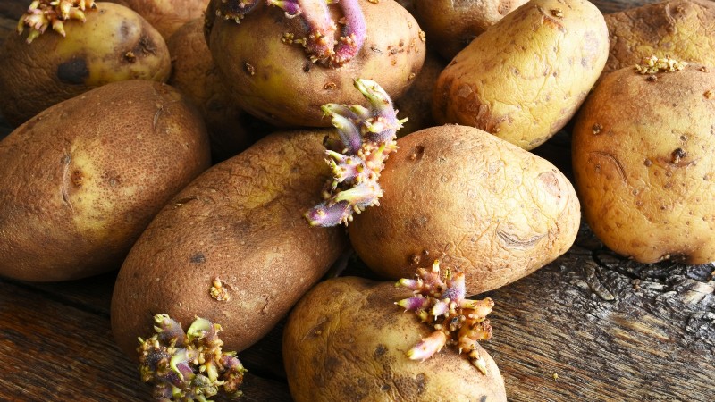 Growing Potatoes from Grocery Store Potatoes: A Beginner s Guide