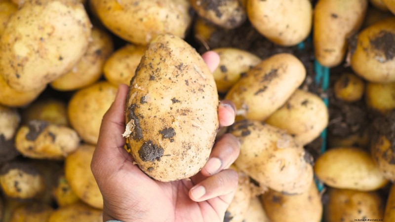 Growing Potatoes from Grocery Store Potatoes: A Beginner s Guide