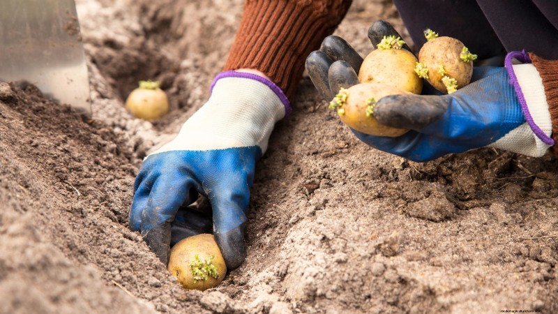 Growing Potatoes from Grocery Store Potatoes: A Beginner s Guide