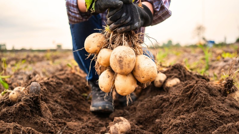 Growing Potatoes from Grocery Store Potatoes: A Beginner s Guide