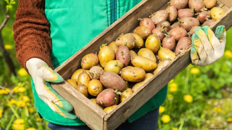 Growing Potatoes from Grocery Store Potatoes: A Beginner s Guide