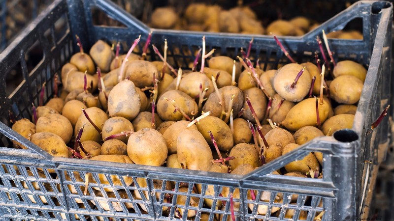 Growing Potatoes from Grocery Store Potatoes: A Beginner s Guide