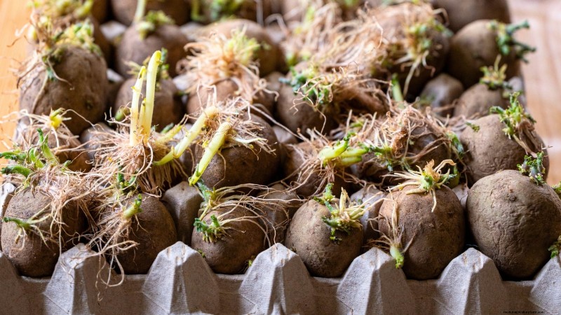 Growing Potatoes from Grocery Store Potatoes: A Beginner s Guide