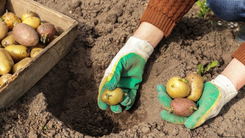 Planting Potatoes: Whole vs. Cut - A Gardener s Guide