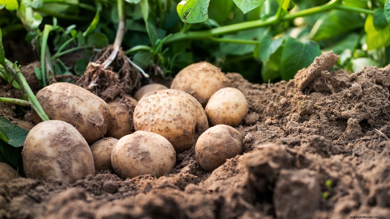 Planting Potatoes: Whole vs. Cut - A Gardener s Guide