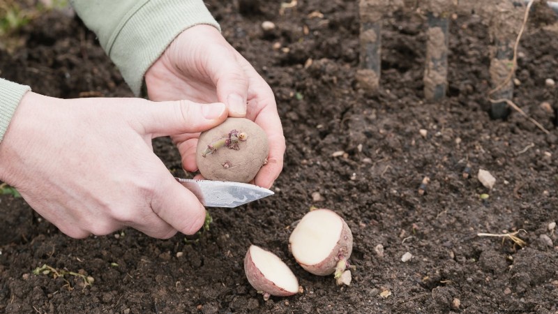 Planting Potatoes: Whole vs. Cut - A Gardener s Guide