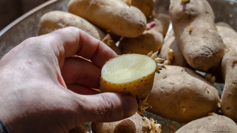 Planting Potatoes: Whole vs. Cut - A Gardener s Guide