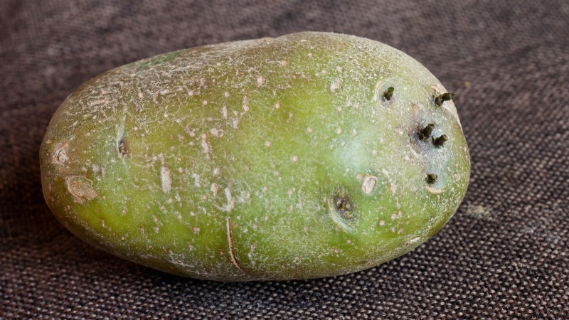 Planting Potatoes: Whole vs. Cut - A Gardener s Guide