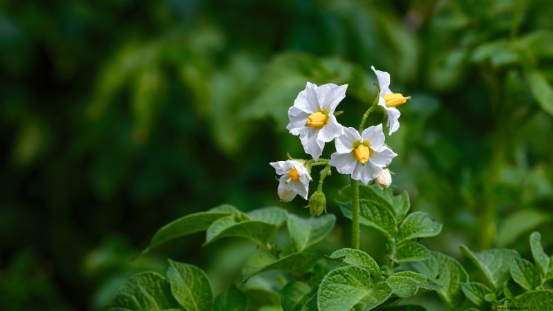 Planting Potatoes: Whole vs. Cut - A Gardener s Guide