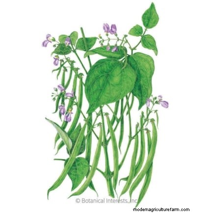 Budget-Friendly Vegetable Gardening: Top 9 Vegetables to Grow (and 7 to Avoid)