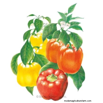 Budget-Friendly Vegetable Gardening: Top 9 Vegetables to Grow (and 7 to Avoid)