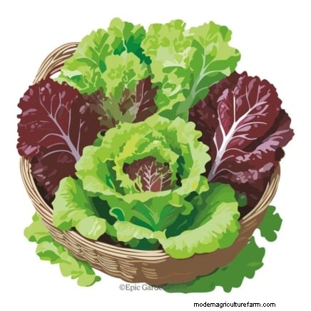 Budget-Friendly Vegetable Gardening: Top 9 Vegetables to Grow (and 7 to Avoid)