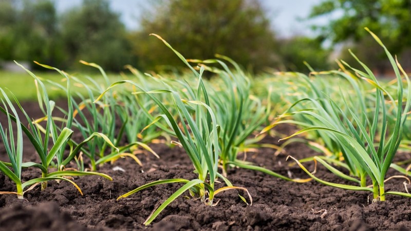 Budget-Friendly Vegetable Gardening: Top 9 Vegetables to Grow (and 7 to Avoid)
