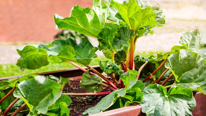 Budget-Friendly Vegetable Gardening: Top 9 Vegetables to Grow (and 7 to Avoid)