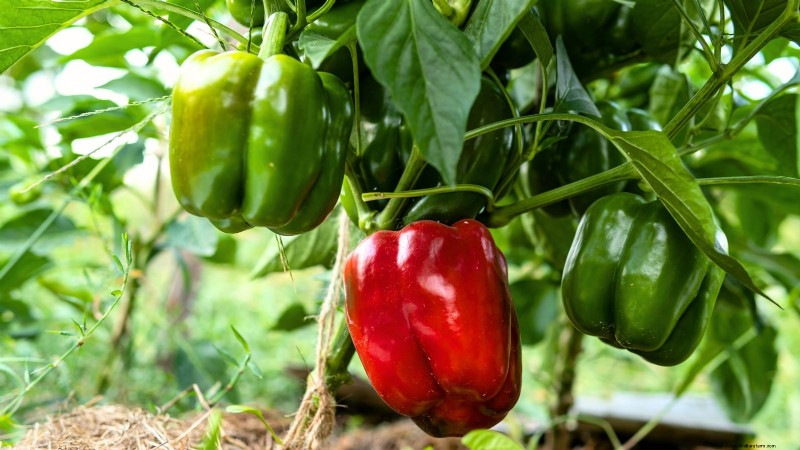 Budget-Friendly Vegetable Gardening: Top 9 Vegetables to Grow (and 7 to Avoid)