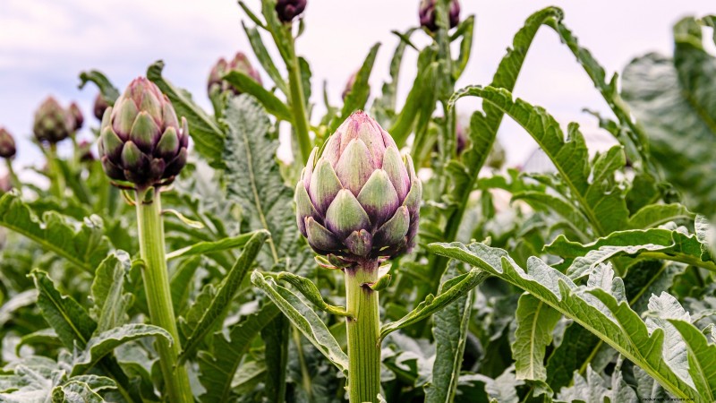 Budget-Friendly Vegetable Gardening: Top 9 Vegetables to Grow (and 7 to Avoid)