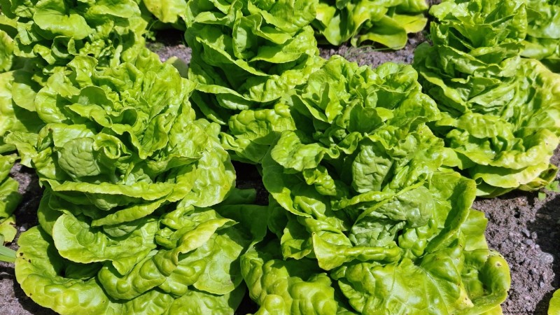 Budget-Friendly Vegetable Gardening: Top 9 Vegetables to Grow (and 7 to Avoid)