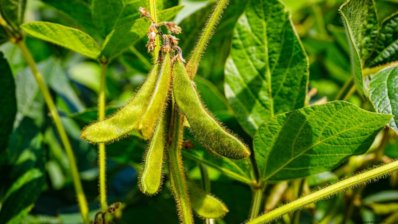 Budget-Friendly Vegetable Gardening: Top 9 Vegetables to Grow (and 7 to Avoid)