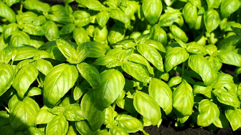 Budget-Friendly Vegetable Gardening: Top 9 Vegetables to Grow (and 7 to Avoid)