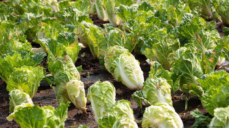 Budget-Friendly Vegetable Gardening: Top 9 Vegetables to Grow (and 7 to Avoid)