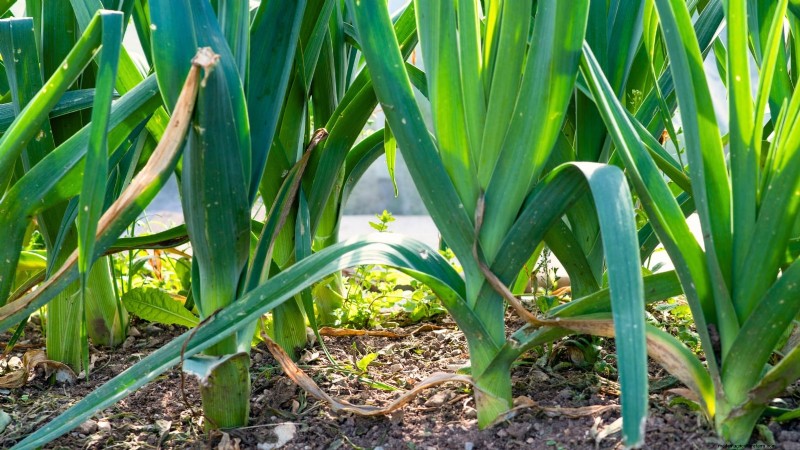 Budget-Friendly Vegetable Gardening: Top 9 Vegetables to Grow (and 7 to Avoid)