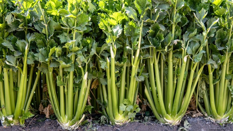 Budget-Friendly Vegetable Gardening: Top 9 Vegetables to Grow (and 7 to Avoid)