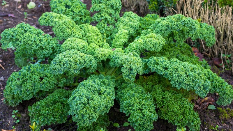 Budget-Friendly Vegetable Gardening: Top 9 Vegetables to Grow (and 7 to Avoid)