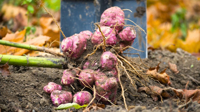 Budget-Friendly Vegetable Gardening: Top 9 Vegetables to Grow (and 7 to Avoid)