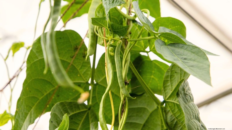 Budget-Friendly Vegetable Gardening: Top 9 Vegetables to Grow (and 7 to Avoid)