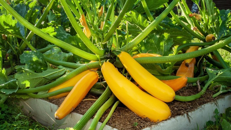 Budget-Friendly Vegetable Gardening: Top 9 Vegetables to Grow (and 7 to Avoid)