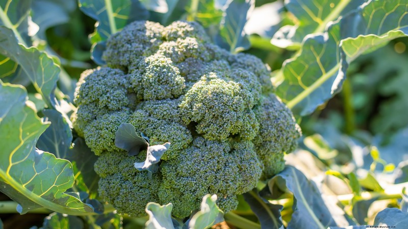 Budget-Friendly Vegetable Gardening: Top 9 Vegetables to Grow (and 7 to Avoid)