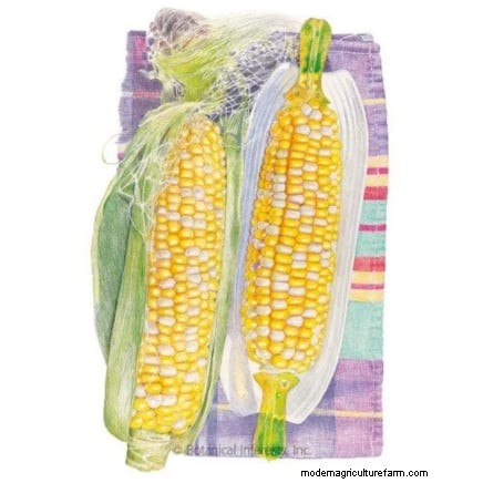 How to Grow Sweet Corn: 7 Expert Planting Tips for a Bountiful Harvest