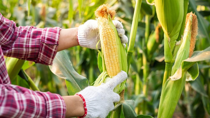 How to Grow Sweet Corn: 7 Expert Planting Tips for a Bountiful Harvest