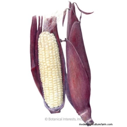 How to Grow Sweet Corn: 7 Expert Planting Tips for a Bountiful Harvest