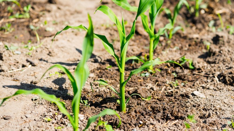 How to Grow Sweet Corn: 7 Expert Planting Tips for a Bountiful Harvest