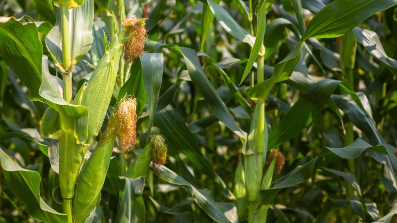 How to Grow Sweet Corn: 7 Expert Planting Tips for a Bountiful Harvest