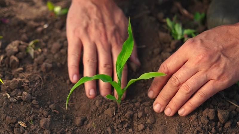 How to Grow Sweet Corn: 7 Expert Planting Tips for a Bountiful Harvest