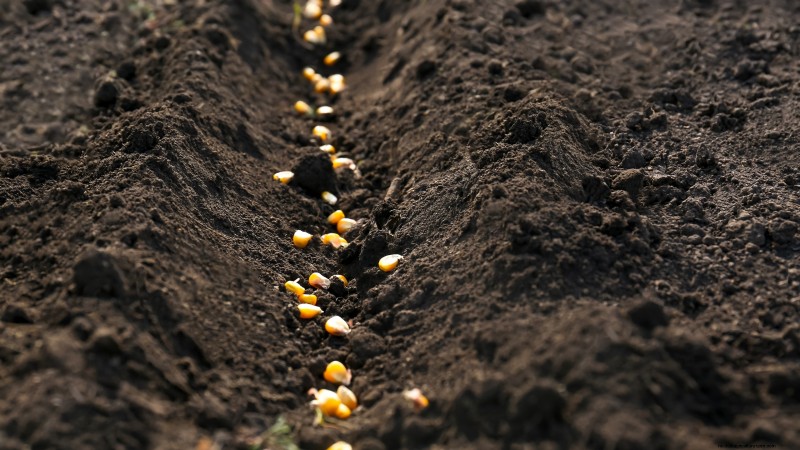 How to Grow Sweet Corn: 7 Expert Planting Tips for a Bountiful Harvest
