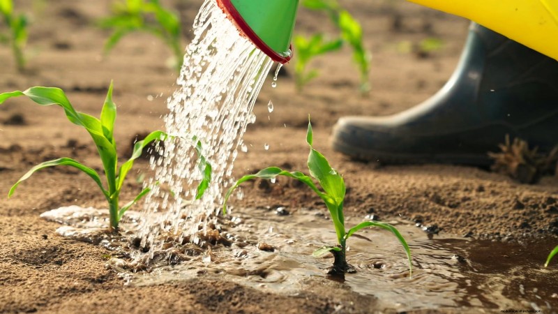 How to Grow Sweet Corn: 7 Expert Planting Tips for a Bountiful Harvest