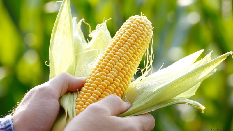 How to Grow Sweet Corn: 7 Expert Planting Tips for a Bountiful Harvest