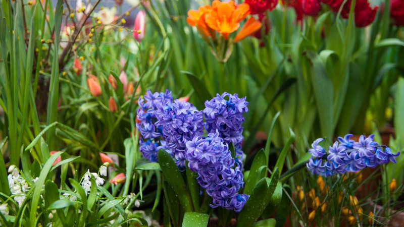Spring Container Garden Ideas: 13 Stunning Designs